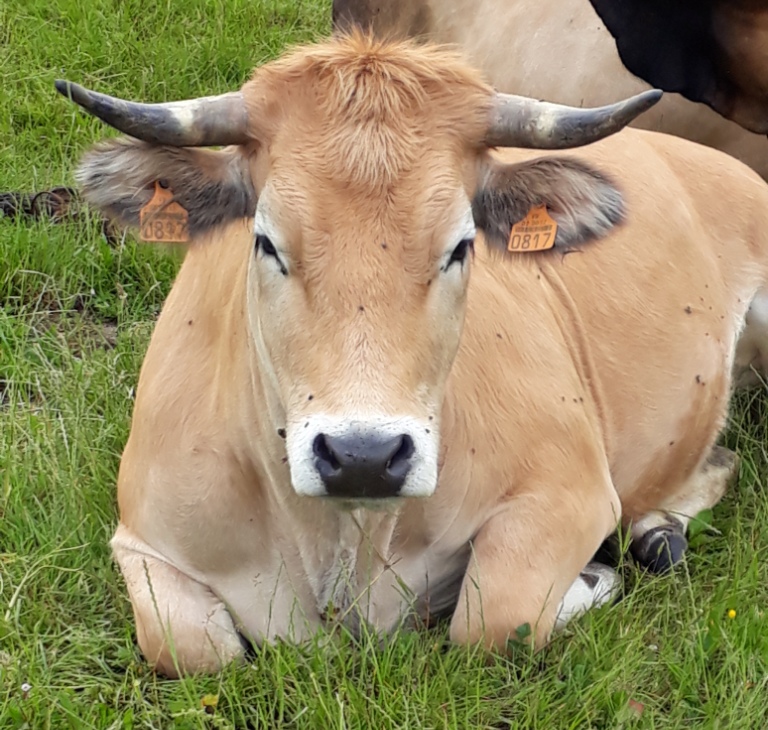 Aubrac acceuil